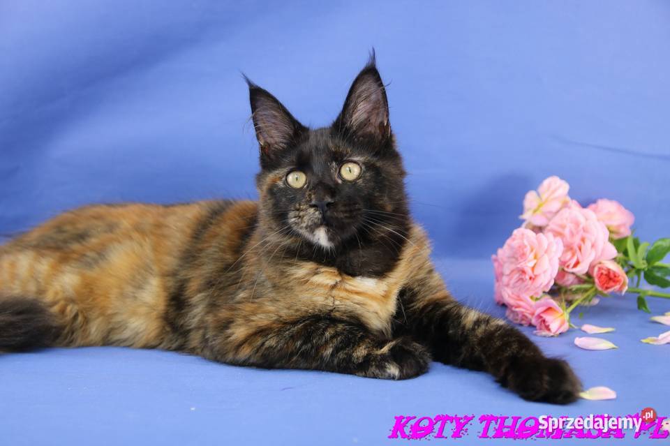 Przepiękna Szylkretka Maine Coon Och Valentyna