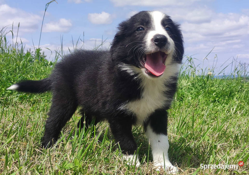 BORDER COLLIE z Hodowli Rasowy pies z pełną dok Iwonicz