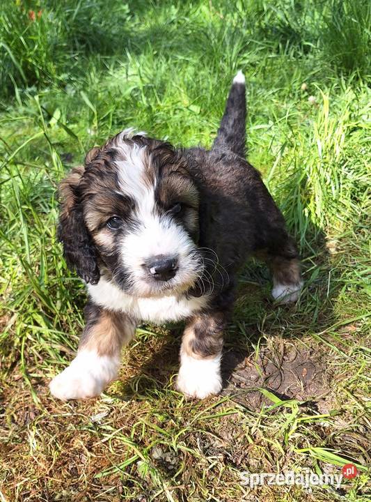 BernedoodleRodzice FCI inteligentny puchaty Chyliczki sprzedam