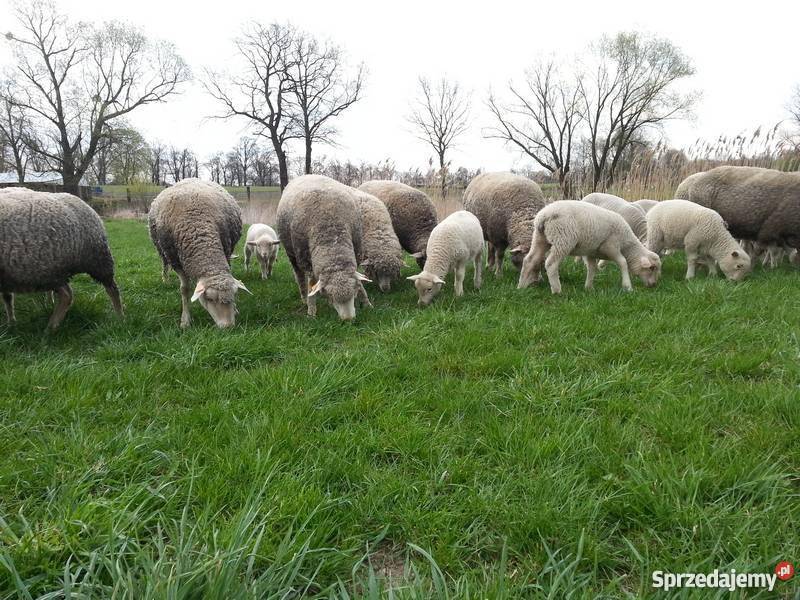 Owce maciorki i jagnieta Obrowiec