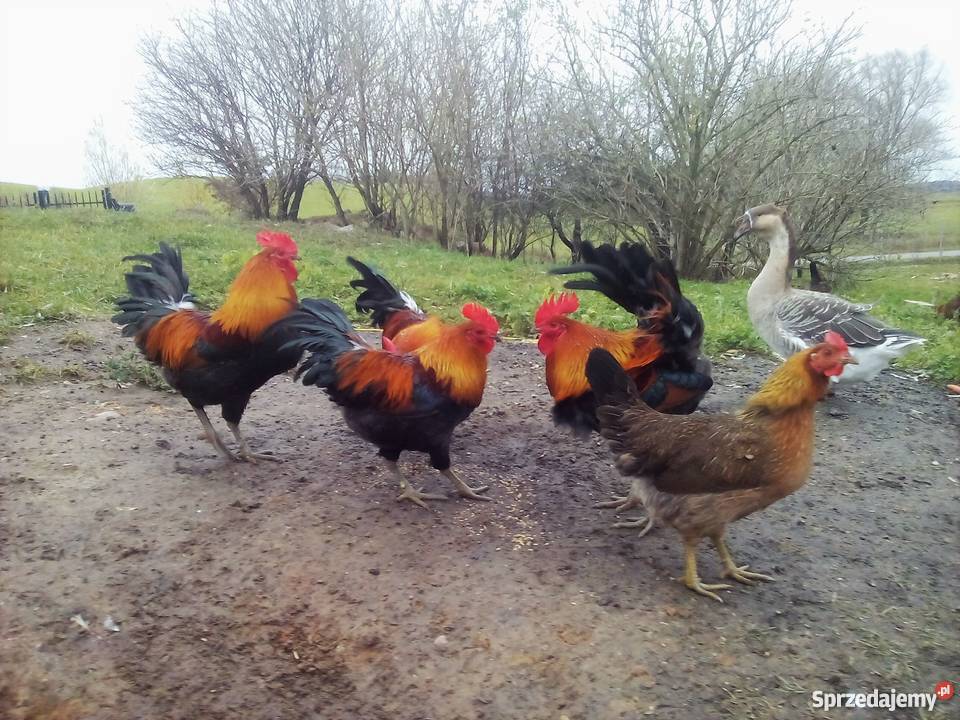 kogut zielononóżki kuropatwianej sprzedam Giżycko