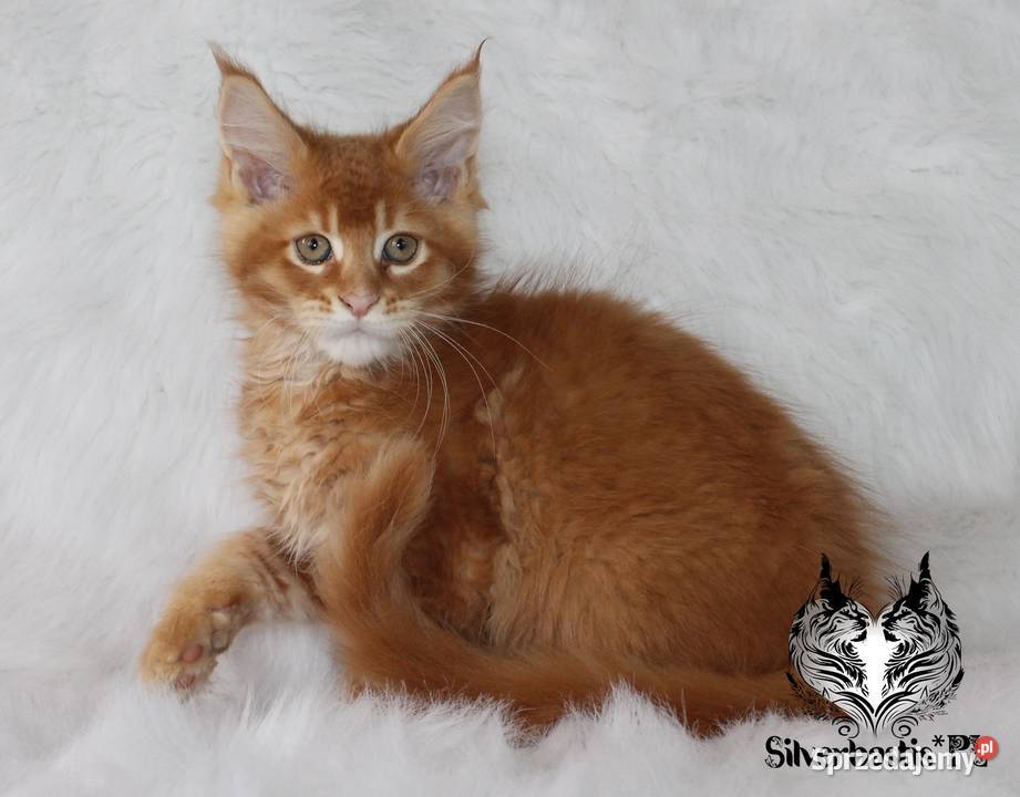 Kocurki Maine Coon behawiorysty