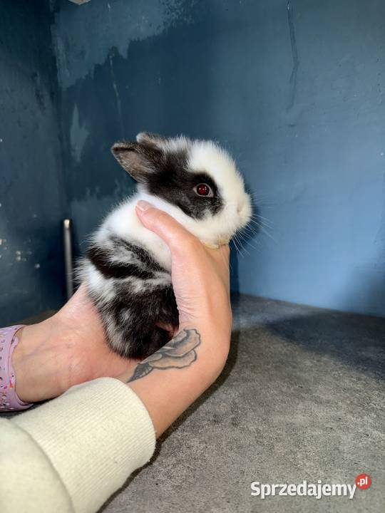Karzełek Teddy Króliki Miniaturki