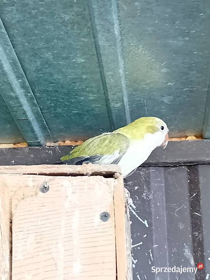 Papugi mńichy Siedlce