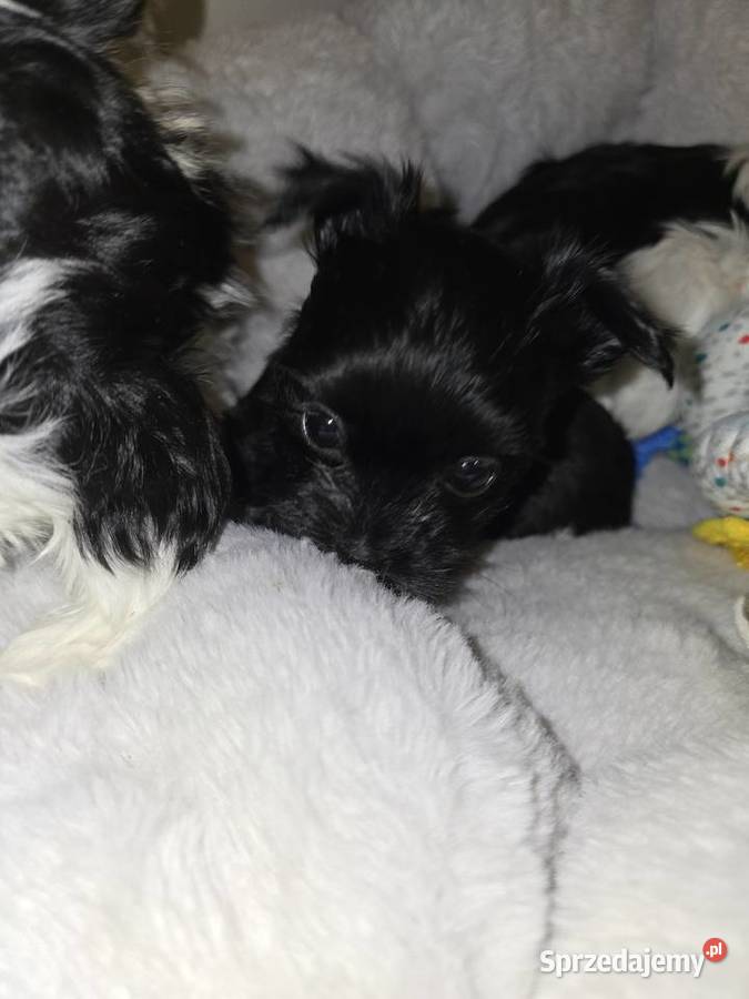 Sliczne pieski i suczki Hybryda YorkMaltańczyk