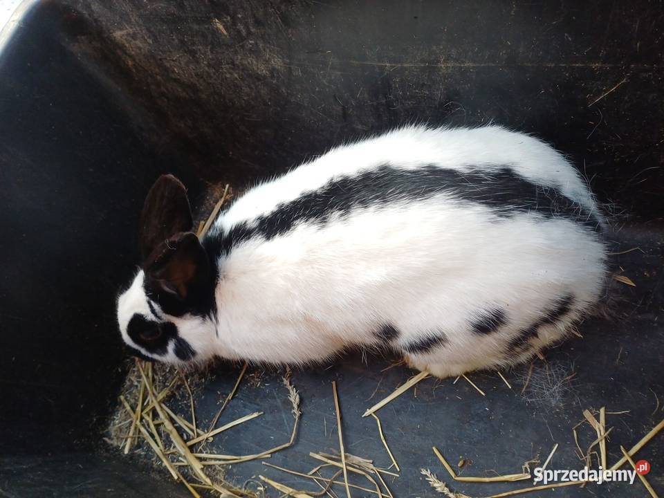 Królica srokacz niemiecki Króliki Bączal Górny