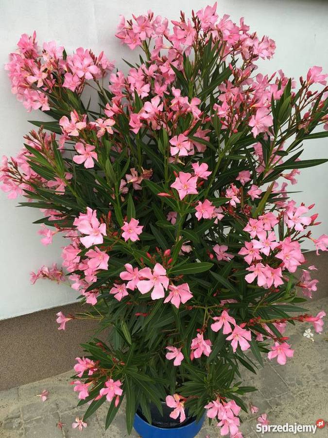 Sadzonki oleander Sadzonki s z kwiatw widoczny Rośliny