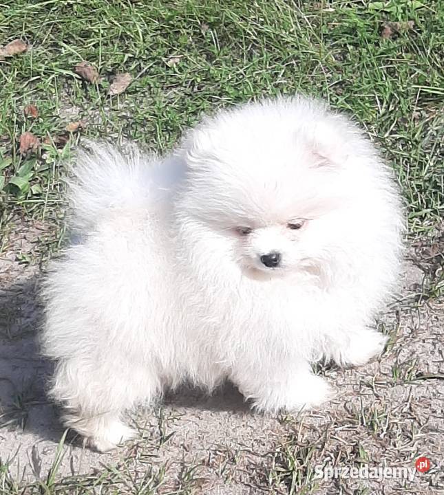 Szpic miniaturowy Pomeranian chlopak Pabianice sprzedam