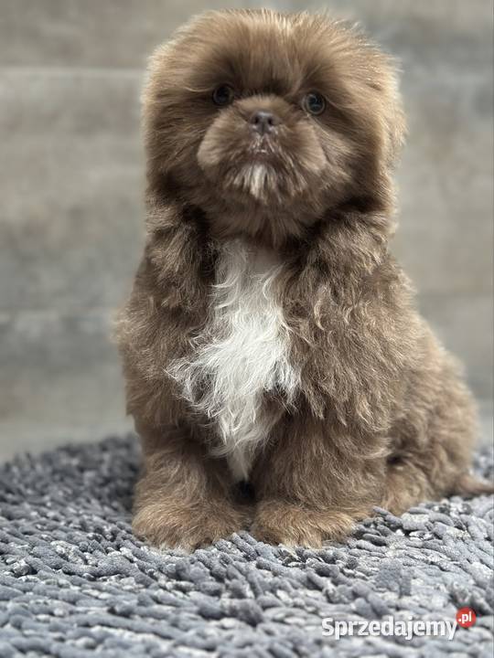Shih Tzu piesek Monti Kościelec