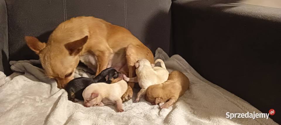 Szczenięta ratlerki