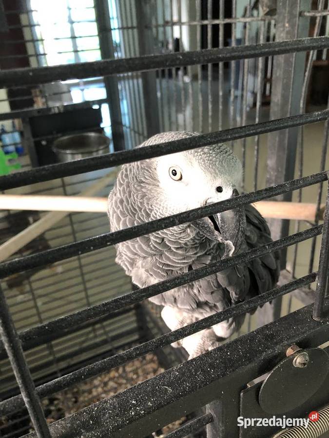 Papuga Żako dolnośląskie Bolesławiec sprzedam