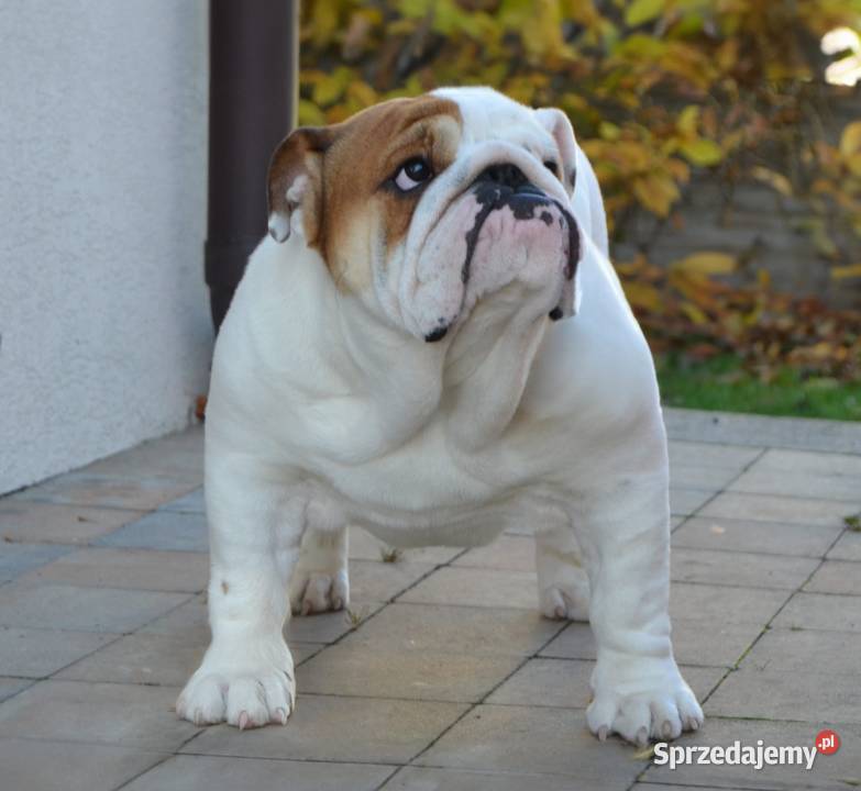 Buldog angielski FCI samiec sprzedam