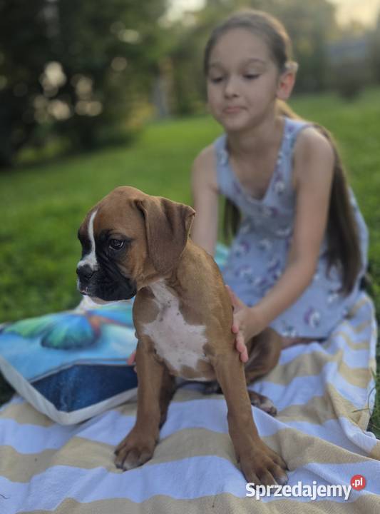 Bokser szczenięta Dominowo