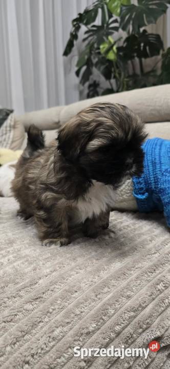 Szczeniaki shihtzu Dulcza Wielka sprzedam