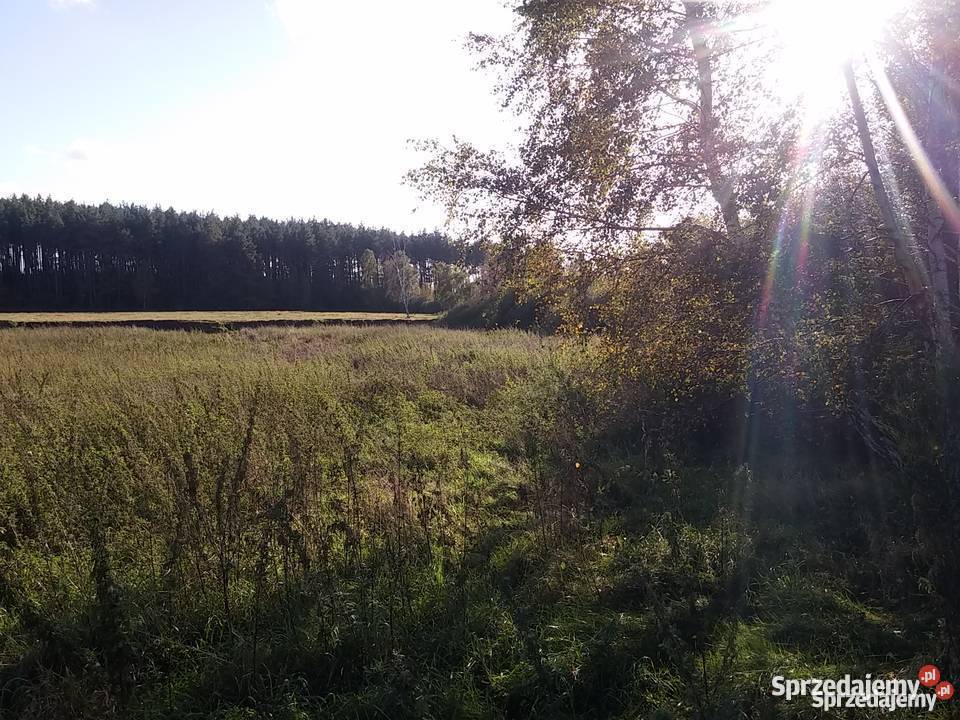 Działka k Kołobrzegu 248ha Sprzedaż Dzierżawa Błotnica