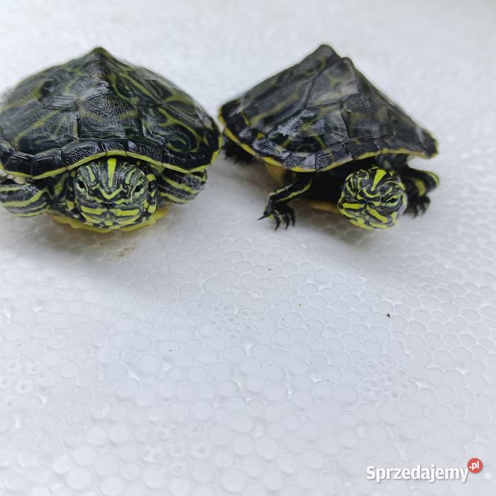 Żółw wodno lądowy Kraków