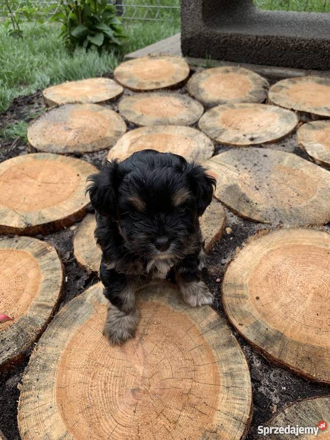 Mama Shihtzu Tata York dwa pieski