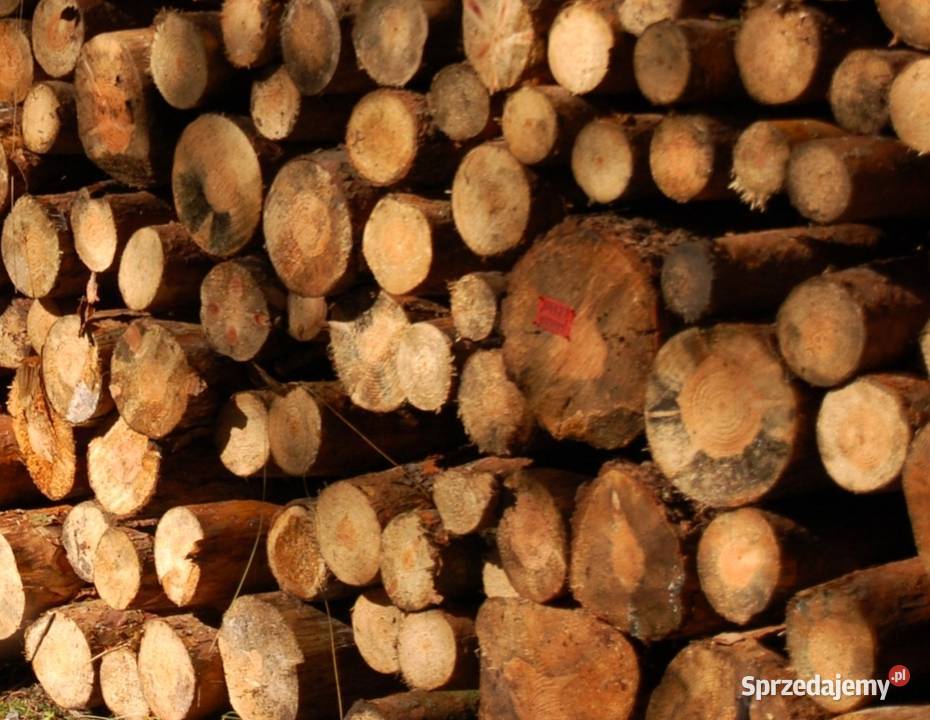 Drewno opalowe Chodzież