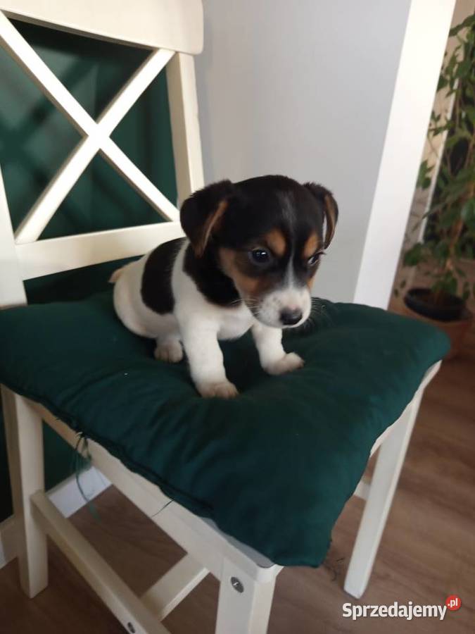 Jack Russell Terrier