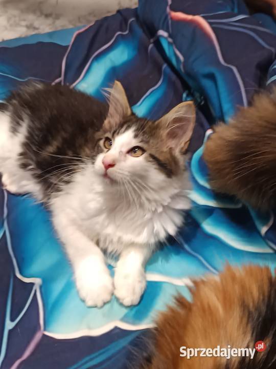 Kocur Maine coon z rodowodem zaplecze genetyczne świętokrzyskie Prawęcin