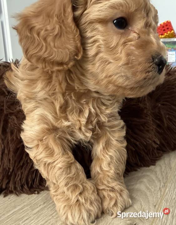 Maltipoo F1B Poznań