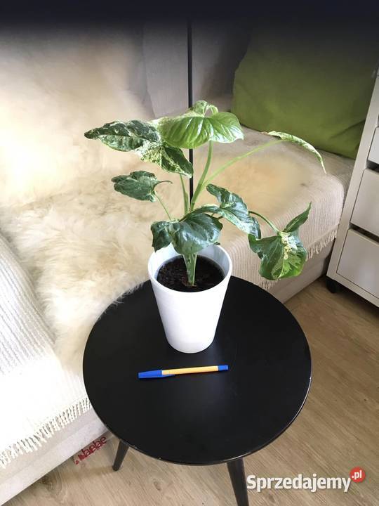 Syngonium mojito Zielone Warszawa sprzedam