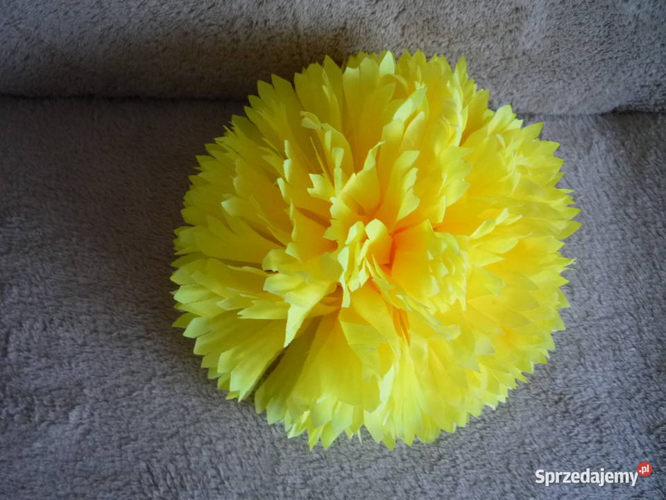 Duża 17 chryzantema główka żółta fioletowa Szczecin