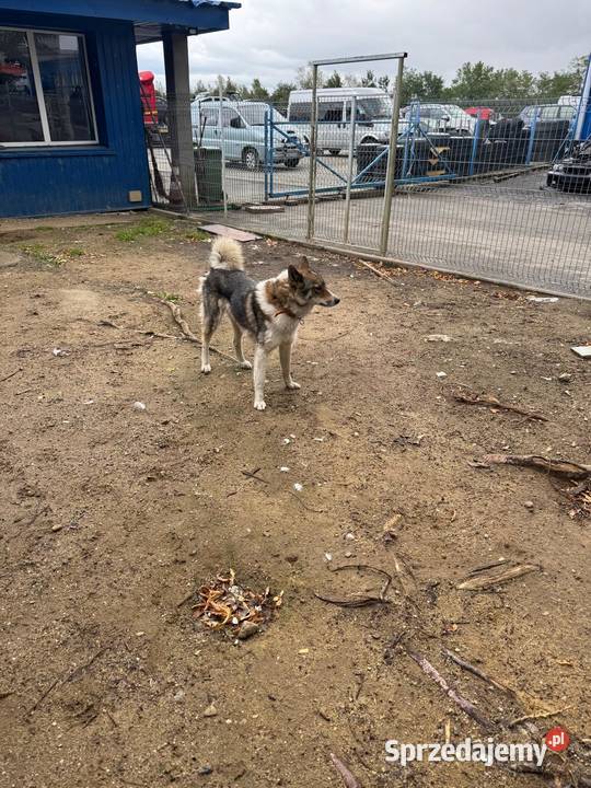 Suka Gończy Polski Brzesko