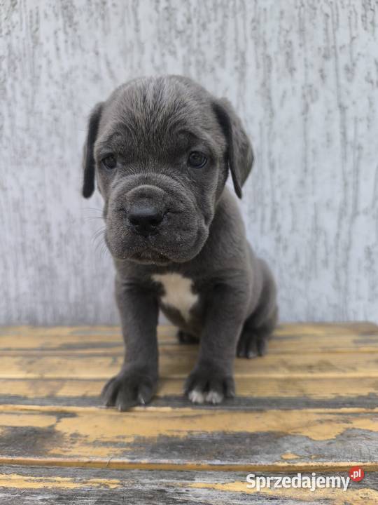 Cane Corso szczeniaki