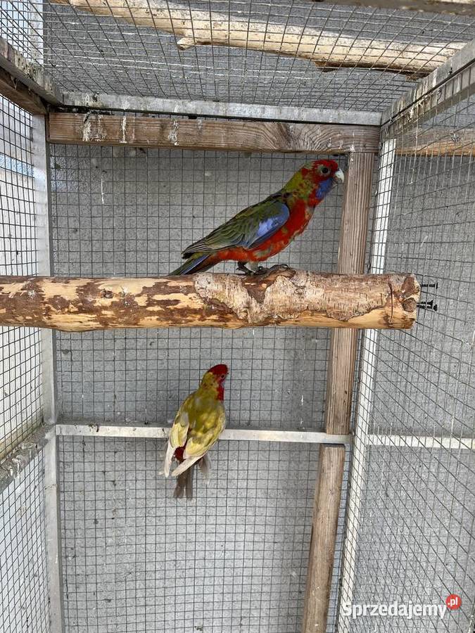 Rozelle królewskie 2025r Sośnicowice