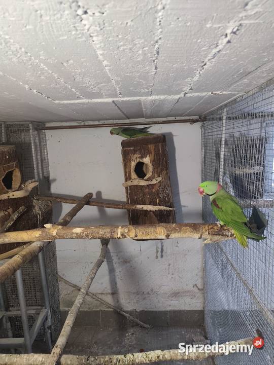 Aleksandretty wielkie dwa samce Pszczyna