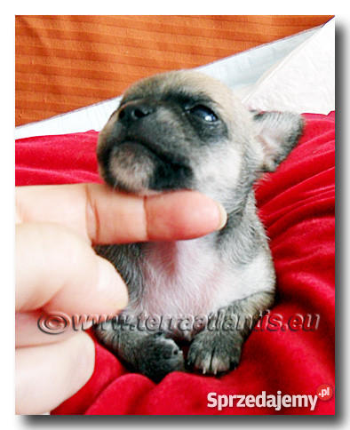 Chihuahua rodowodowe SOBOLOWE importach USA Czec Łódź