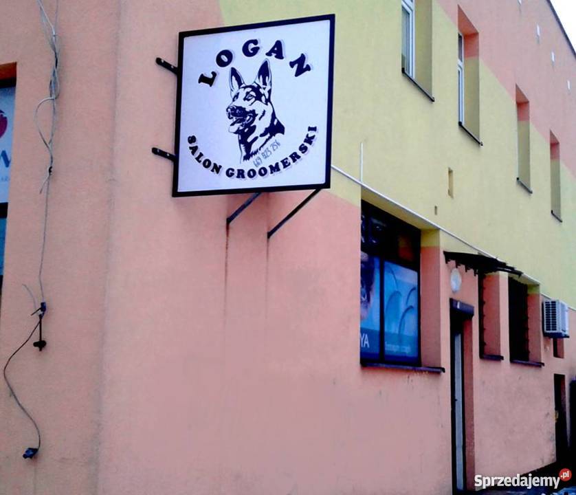 Strzyżenie Psów Kotów Logan Salon Groomerski Psi Fryzier