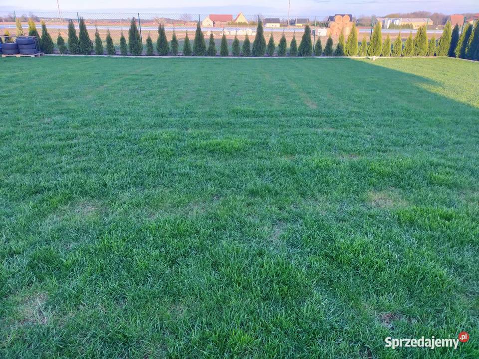 Usługi ogrodnicze koszenie trawy Wertykulacja Oleśnica sprzedam
