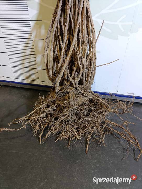 Sadzonki porzeczki białej BlankaBiała z Juteborg Stary Pożóg