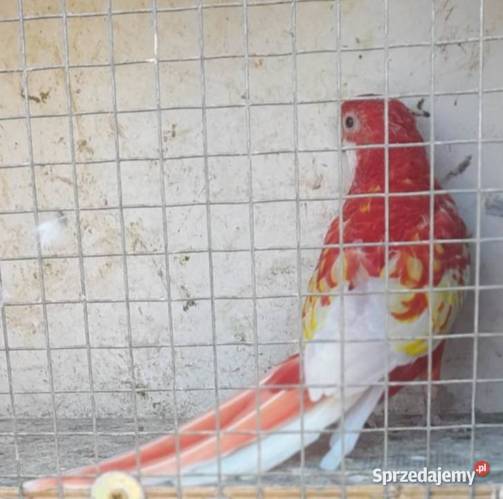 Rozella bialolica rubino samica lęgowa Wadowice