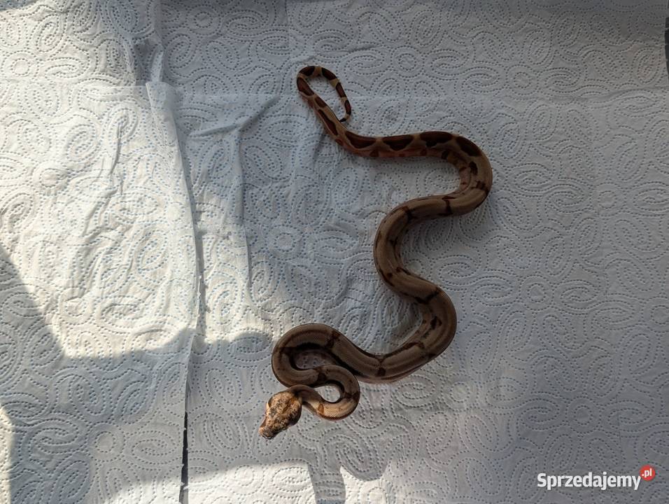 Młode boa cesarskie Salmon 100 het VPI T Starcza sprzedam