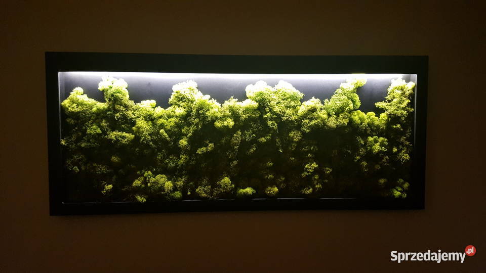 Ekoobraz stalowa rama mech chrobotek led Czernica