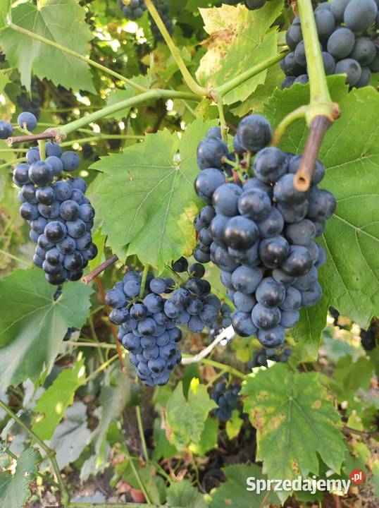 Winogrona na wino i soki sadzonki winorośli Delikatesy Toruń
