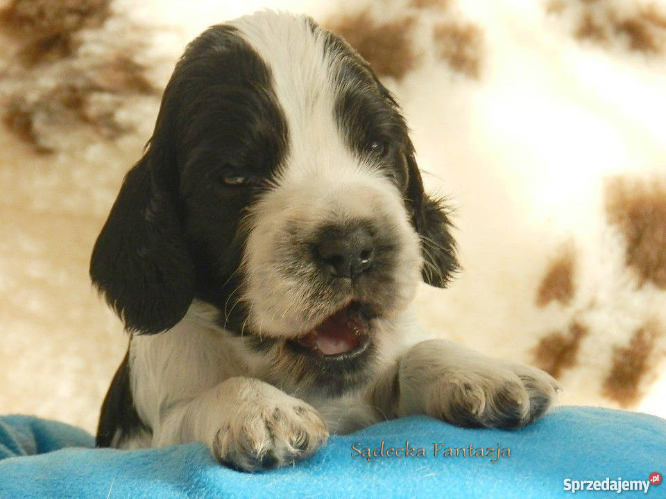 Cocker Spaniel Angielski Szczenięta z rodowodem Nowy Sącz