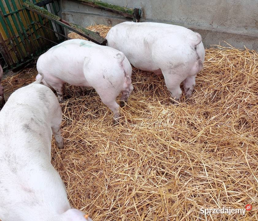 Knurki PBZ genetyka z Finlandii i Francji Strzałkowo