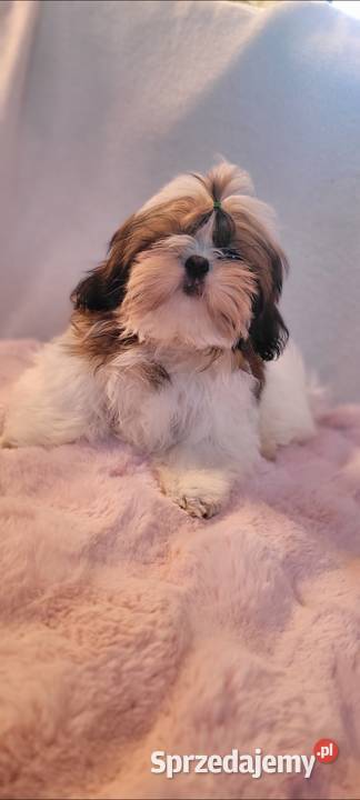 Piesek ShihTzu Shih Tzu łódzkie Mokrsko