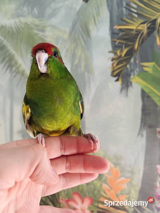 Papuga ręcznie karmiona koza modrolotka oswojona