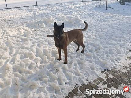Owczarek Belgijski Malinois