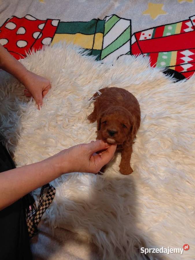 Cavapoo piesek red do rezerwacji Pozostałe Wyszków