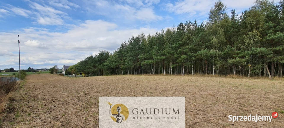 Koteże działka tuż lesie asfalt