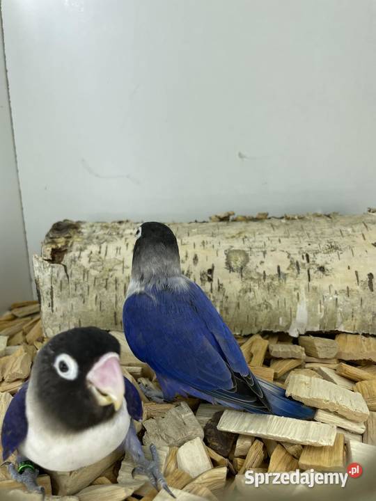 Nierozłączki czarnogłówki Ryki