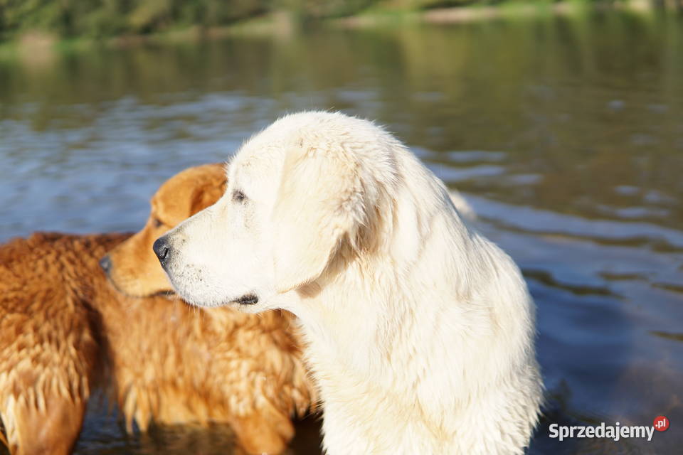 Szczeniak Golden Retriever