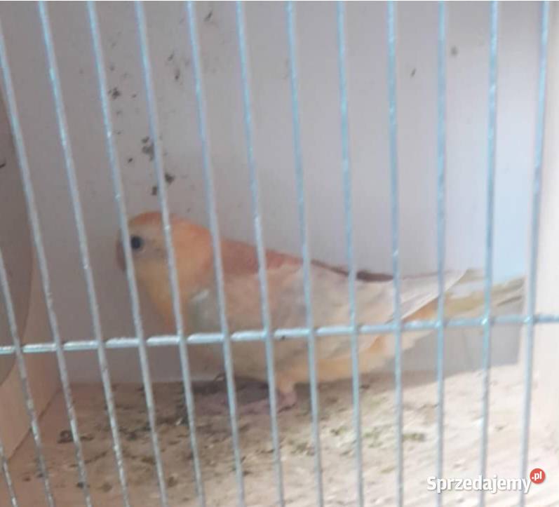 Świergotki zmienią woliere Wadowice