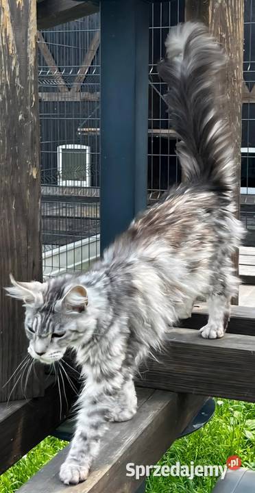 Maine coon kotka hodowlana Kęty